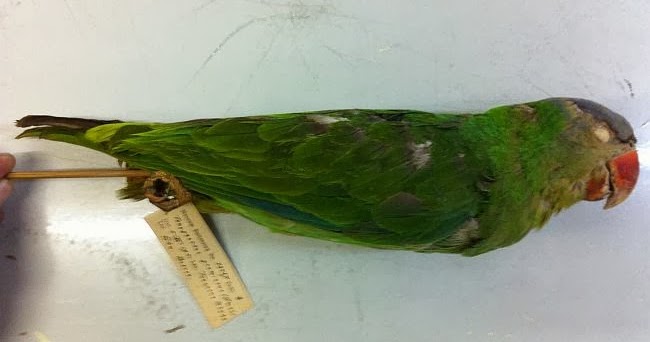 Mengenal Burung Betet-Kelapa Buru: Ciri, Habitat, dan Keunikan