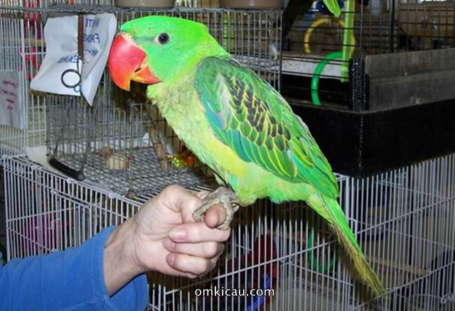 Mengenal Burung Betet-Kelapa Paruh-Besar: Ciri dan Keunikan