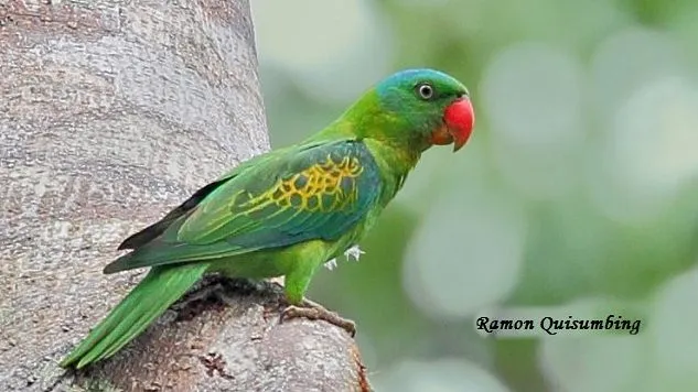 Mengenal Burung Betet Kepala Filipina: Ciri dan Keunikan