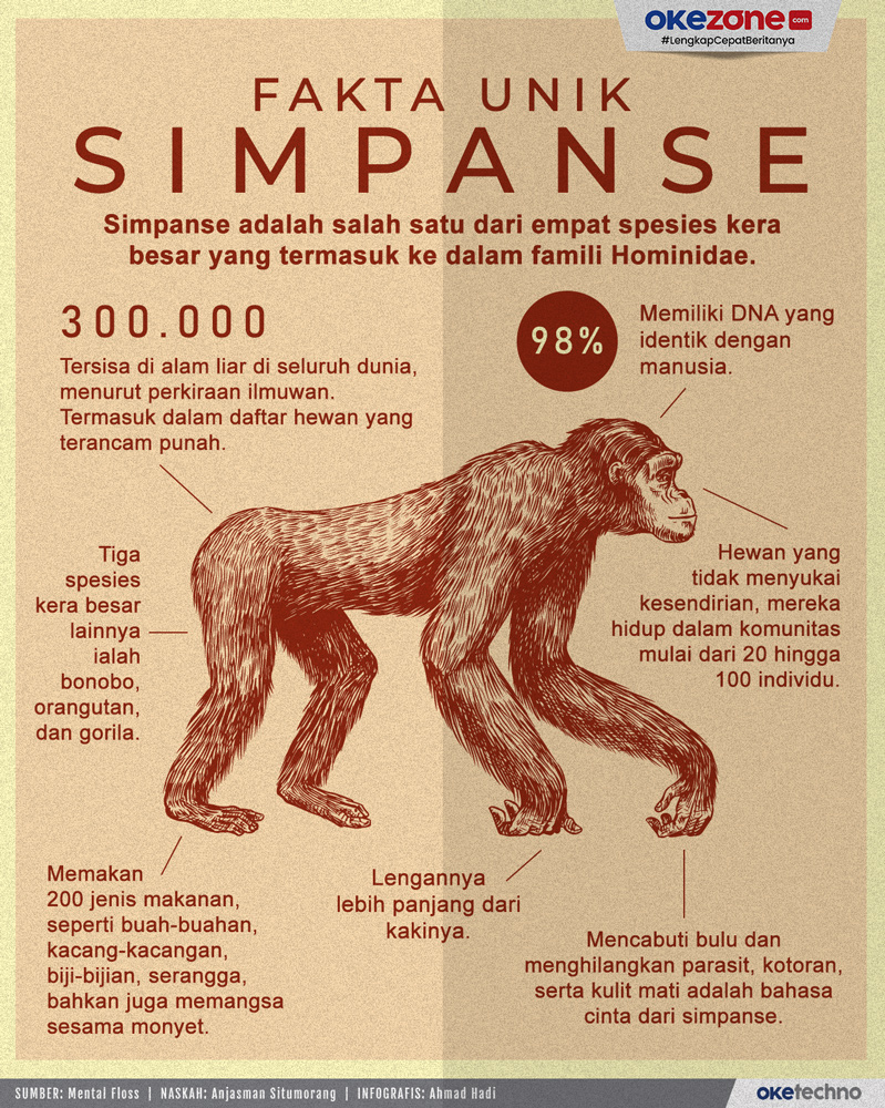 Mengenal Hewan Chimpanzee: Ciri, Habitat, dan Perilaku
