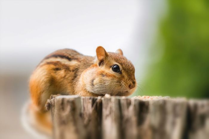 Mengenal Hewan Chipmunk: Ciri, Habitat, dan Kebiasaan Alaminya