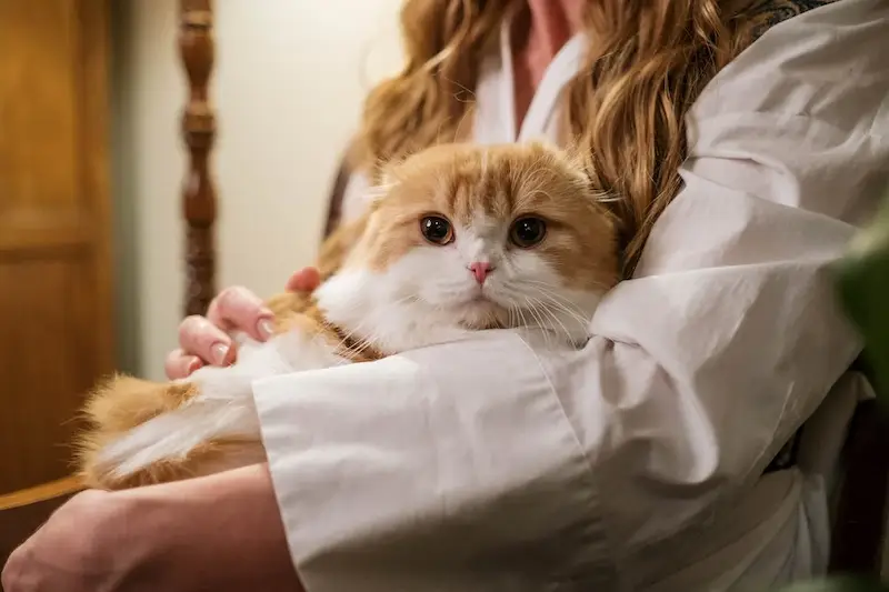 Mengenal Hewan Kucing: Karakter, Perilaku, dan Perawatannya