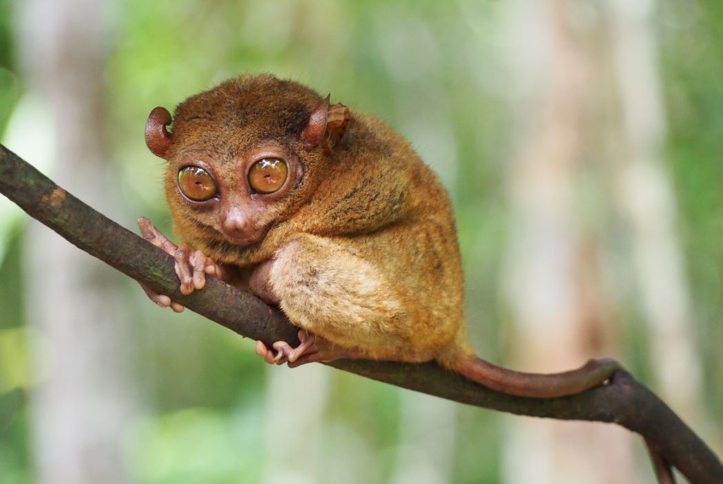 Mengenal Hewan Tarsius: Primata Kecil yang Unik dan Langka
