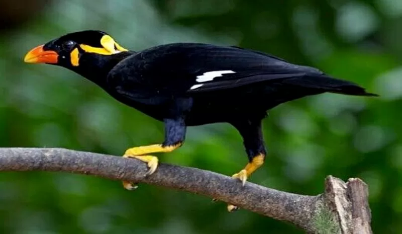 Mengenal Nama Burung Betet Sumatra dan Ciri-cirinya