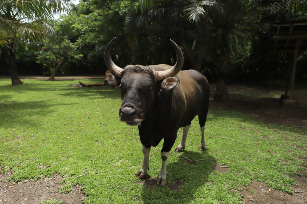Hewan Banteng Jawa: Spesies Langka dan Peran Ekologisnya