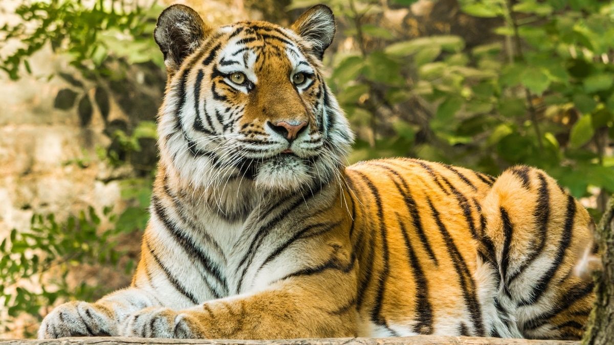 Hewan Harimau: Spesies Karnivora Raksasa Penakluk Hutan