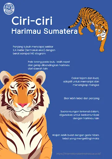 Hewan Harimau Sumatera: Keindahan dan Ancaman Terancam Punah