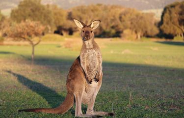 Hewan Kangguru: Mamalia Berkantung dari Benua Australasia