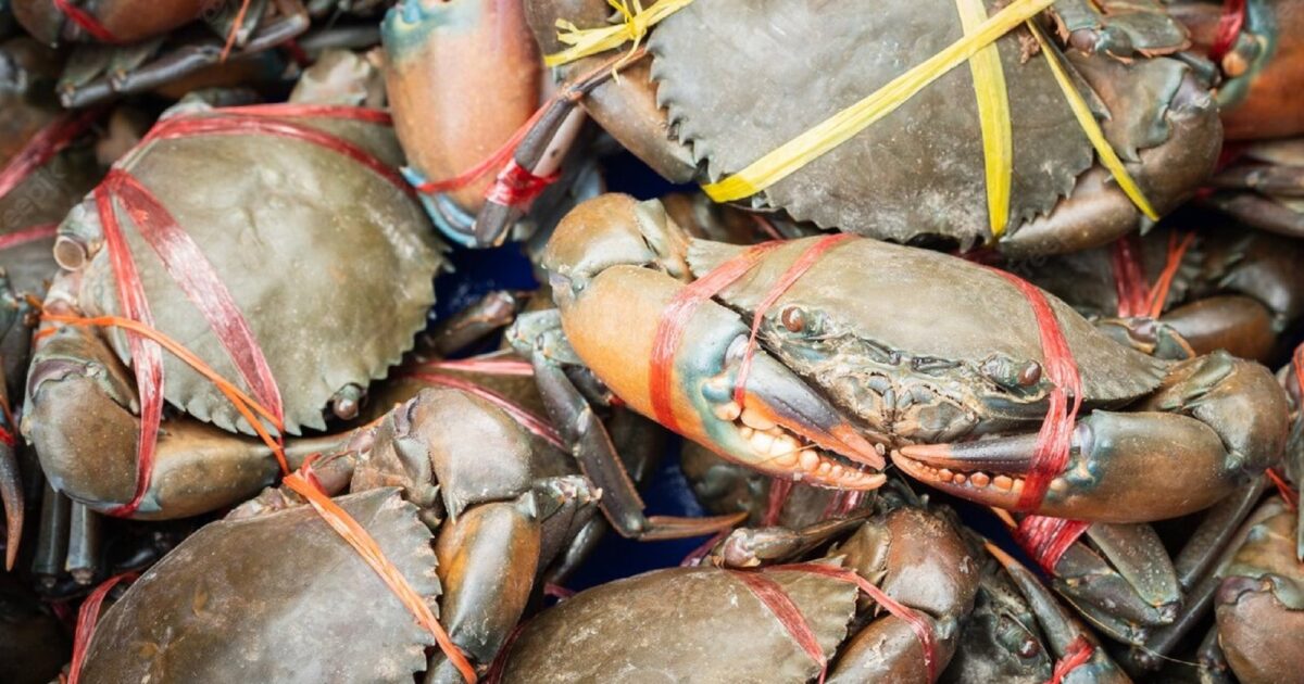 Hewan Kepiting: Karakteristik, Habitat, dan Peran Ekologisnya