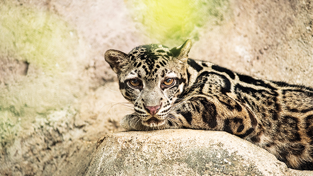 Hewan Macan Dahan Kalimantan: Satwa Langka dan Indah Pulau Borneo