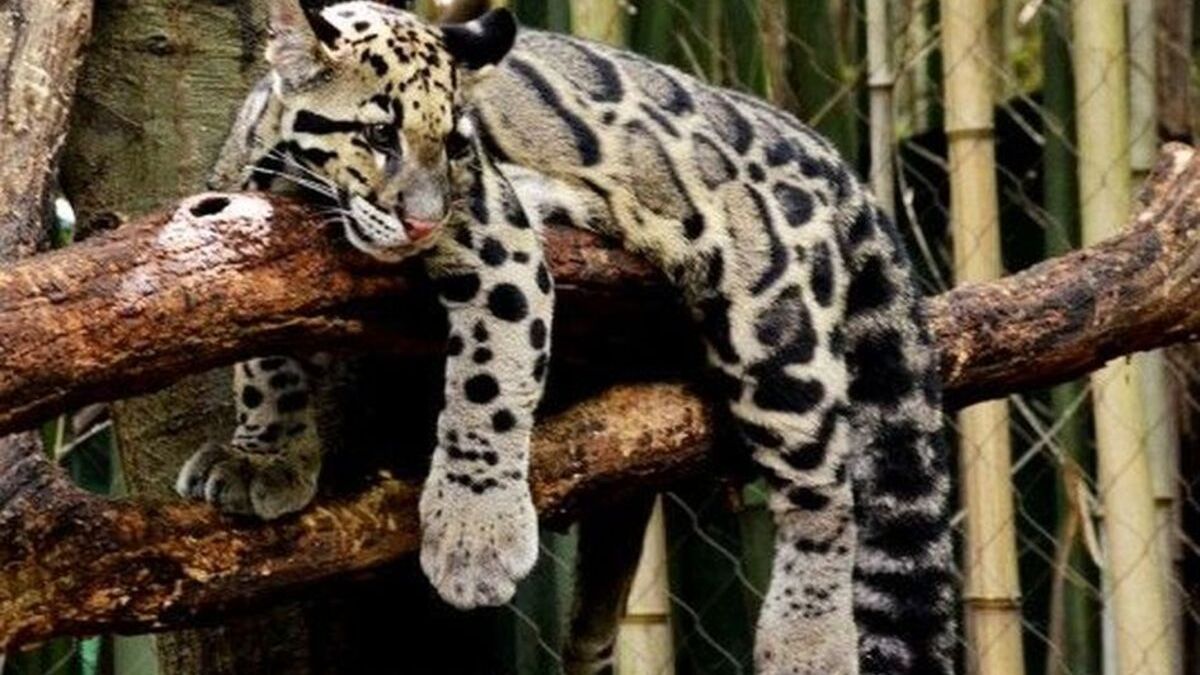 Hewan Macan Dahan Kalimantan: Spesies Langka dan Keunikan Alaminya