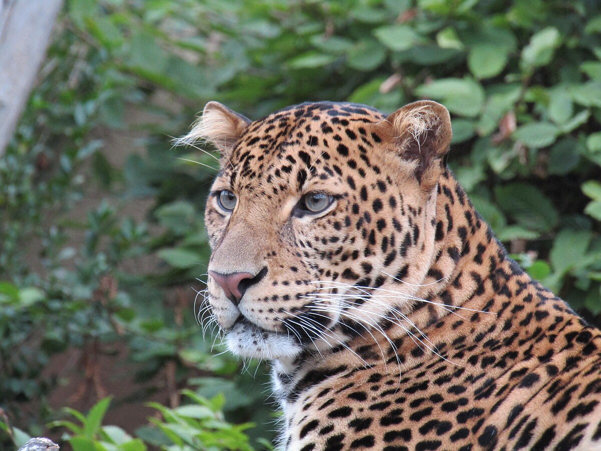 Hewan Macan Tutul Jawa: Keindahan dan Peran Ekosistemnya