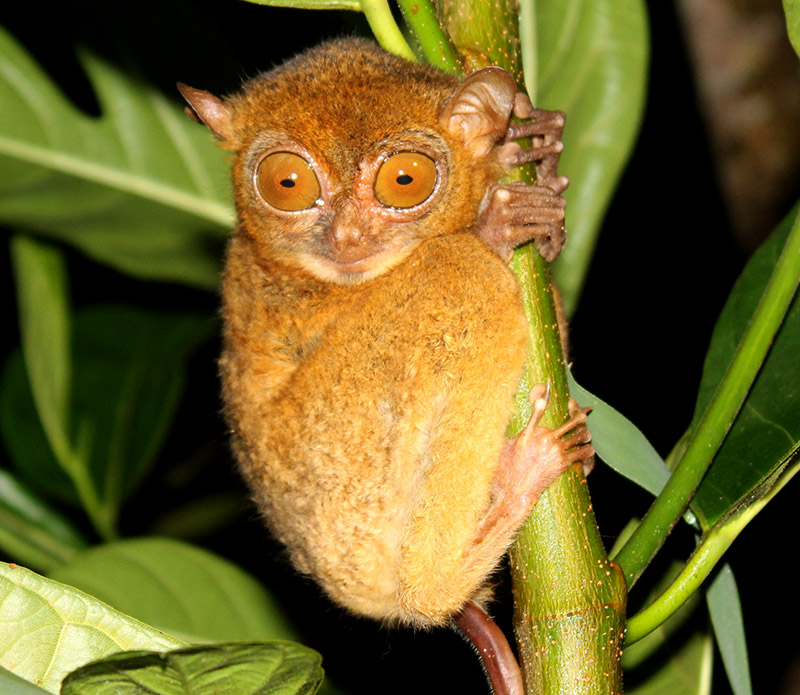 Hewan Mentilin: Spesies Unik dan Karakteristiknya di Alam