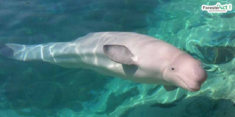 Hewan Pesut Mahakam: Spesies Unik dan Perlindungannya
