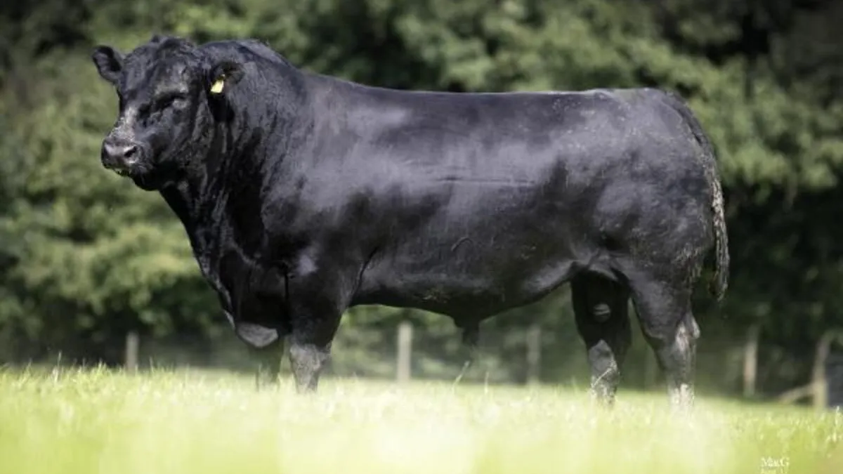 Hewan Sapi Angus: Cirri khas dan Keunggulan Pembuat Daging