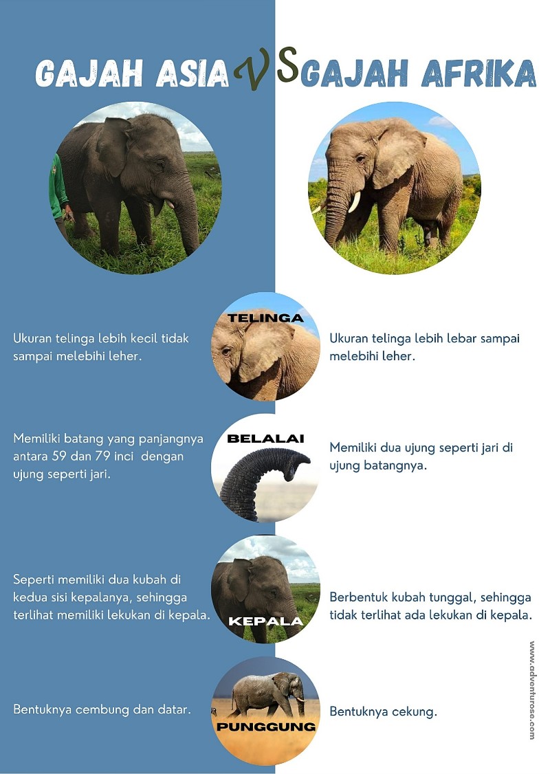 Keanekaragaman dan Karakter Gajah di Habitat Aslinya