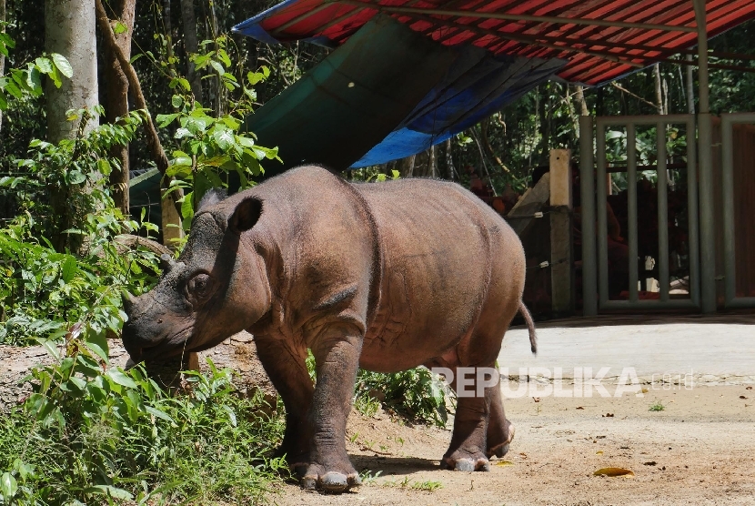 Keanekaragaman dan Perlindungan Hewan Badak Sumatra