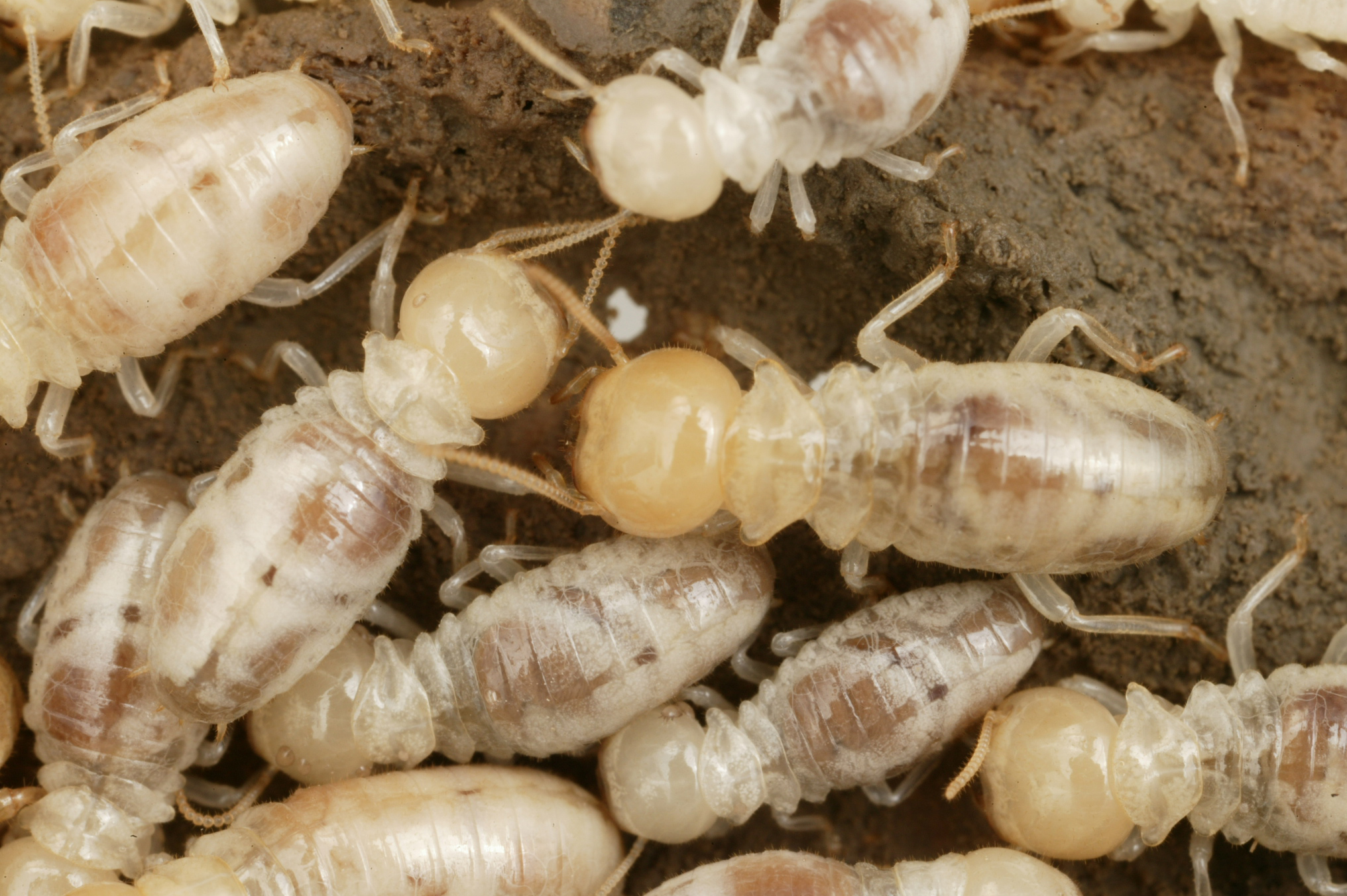 Mastotermitidae: Keluarga Serangga Termite yang Unik dan Penting