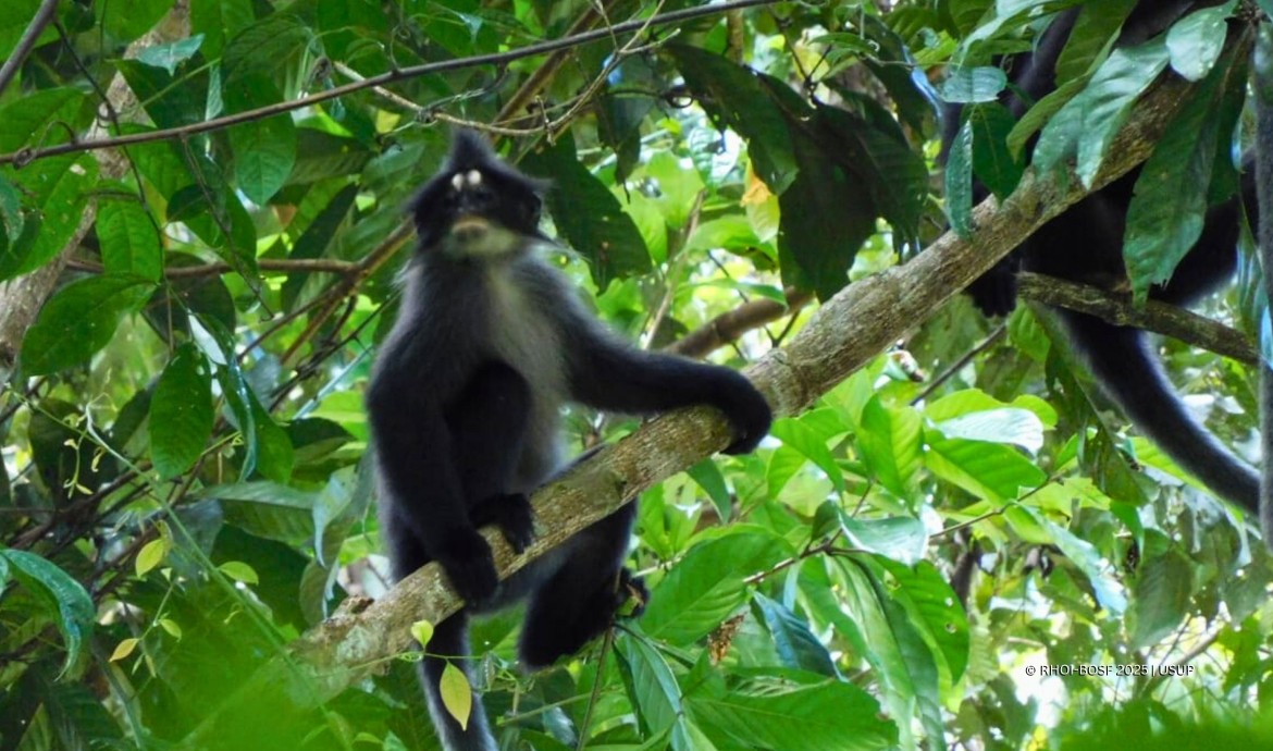 Mengenal Lutung Dahi Putih: Spesies Primata Endemik Indonesia
