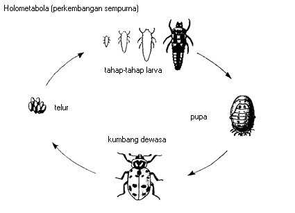 Mengenal Serangga Larva: Tahapan Pertumbuhan dan Peran Ekosistem