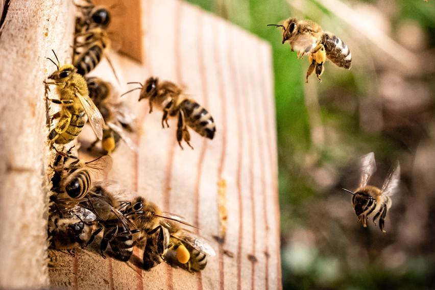 Serangga Lebah Tualang: Keunikan dan Peran Ekologisnya