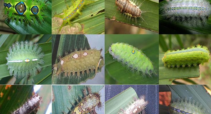 Ulat Pelepah Serangga: Informasi Mengenai Ciri dan Dampaknya