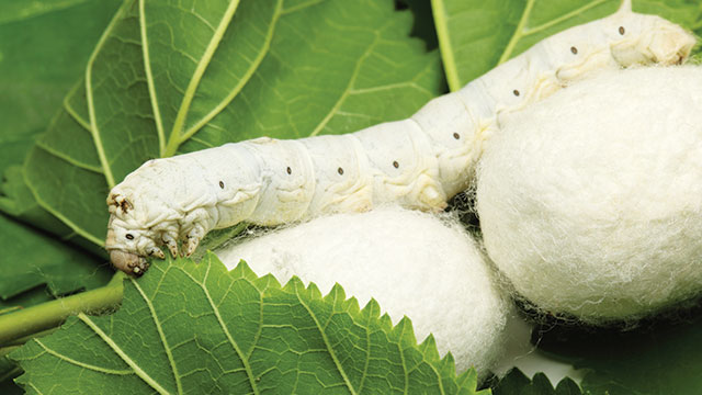 Ulat Sutera: Serangga Penghasil Kain Sutera Alami