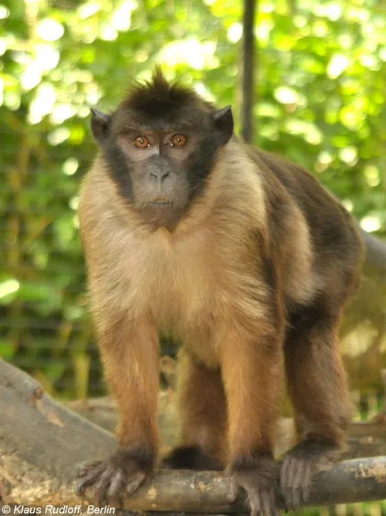 Hewan Beruk Mentawai: Satwa Endemik Pulau Mentawai