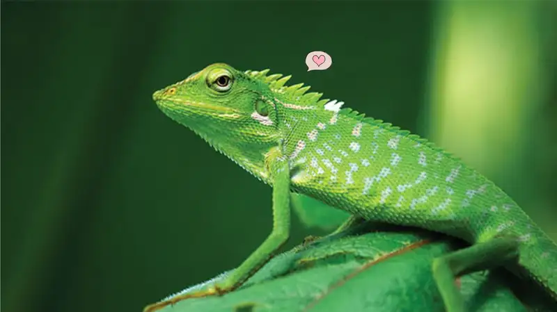 Hewan Bunglon: Spesies Kamuflase yang Menakjubkan dan Unik