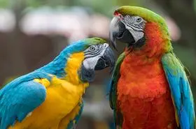 Hewan Burung Kakaktua: Karakteristik dan Keunikan Sang Burung Ceria