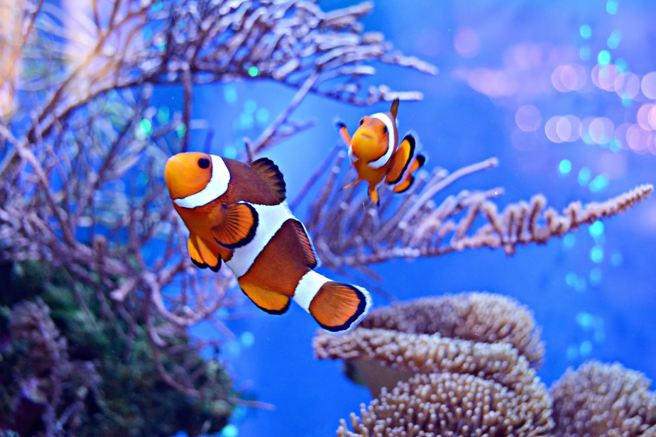 Ikan Nemo: Spesies Clownfish yang Menarik dan Unik