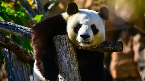 Keunikan dan Kehidupan Hewan Panda di Habitat Asli