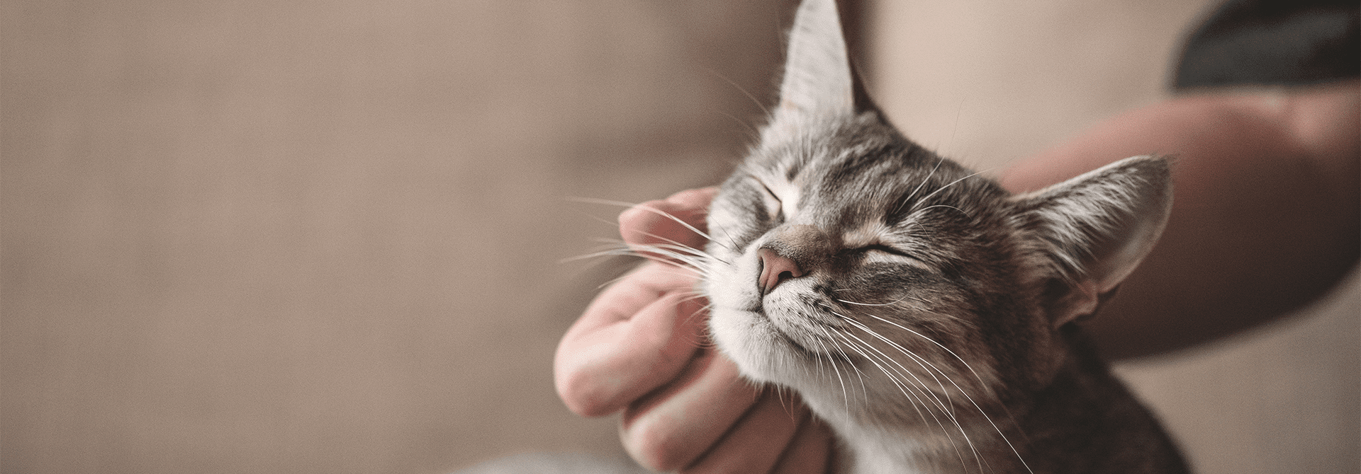 Memahami Karakter dan Perilaku Hewan Kucing secara Mendalam