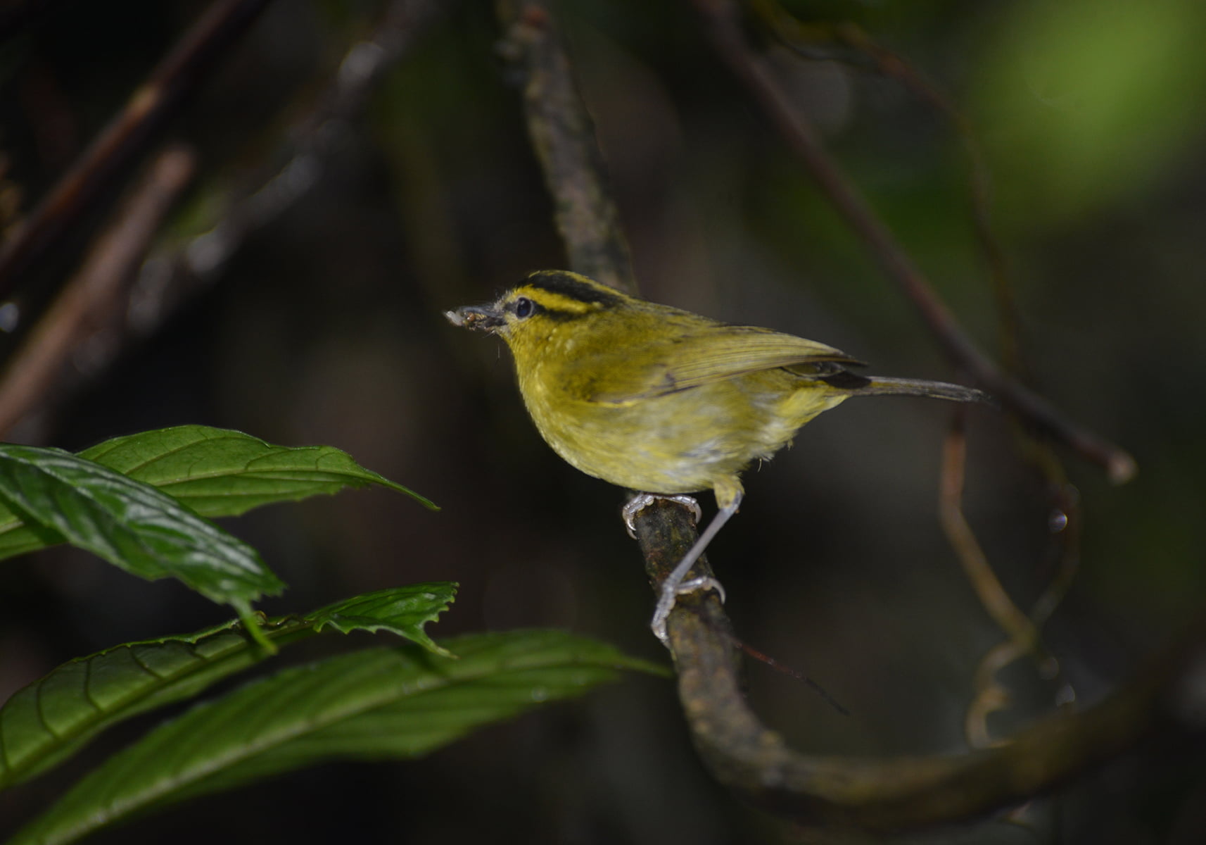 Mengenal Burung Cikrak Daun: Ciri, Habitat, dan Keunikan