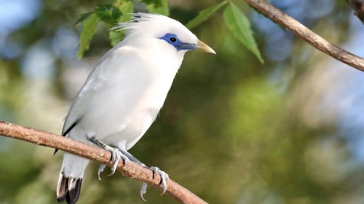 Mengenal Burung Jalak Bali: Keindahan dan Keunikan Alam Alas