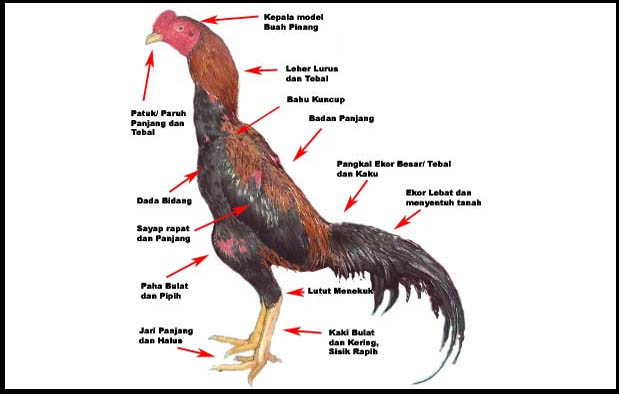 Mengenal Ciri dan Karakter Hewan Ayam Jantan yang Menarik