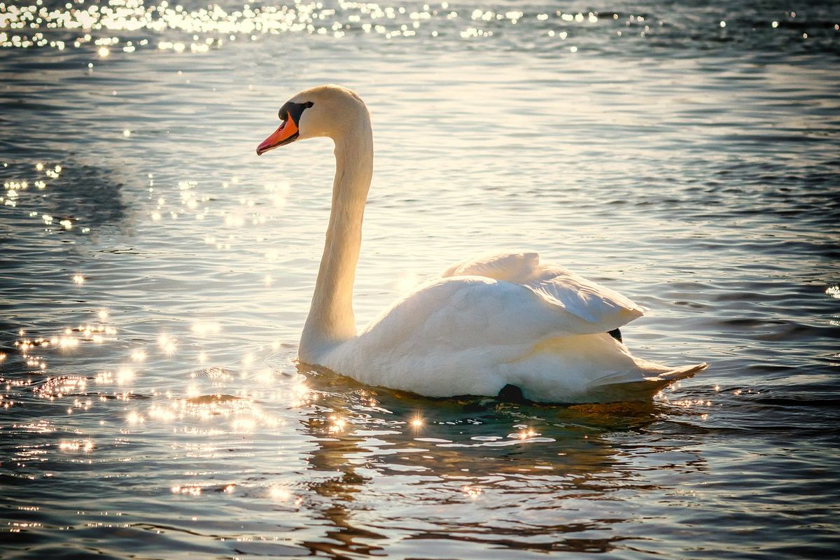 Mengenal Hewan Angsa: Ciri, Habitat, dan Peran dalam Ekosistem