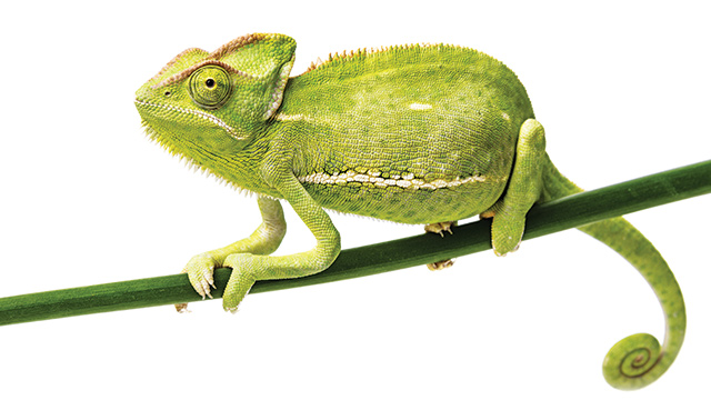 Mengenal Hewan Kadal Chameleon: Ciri, Habitat, dan Keunikan