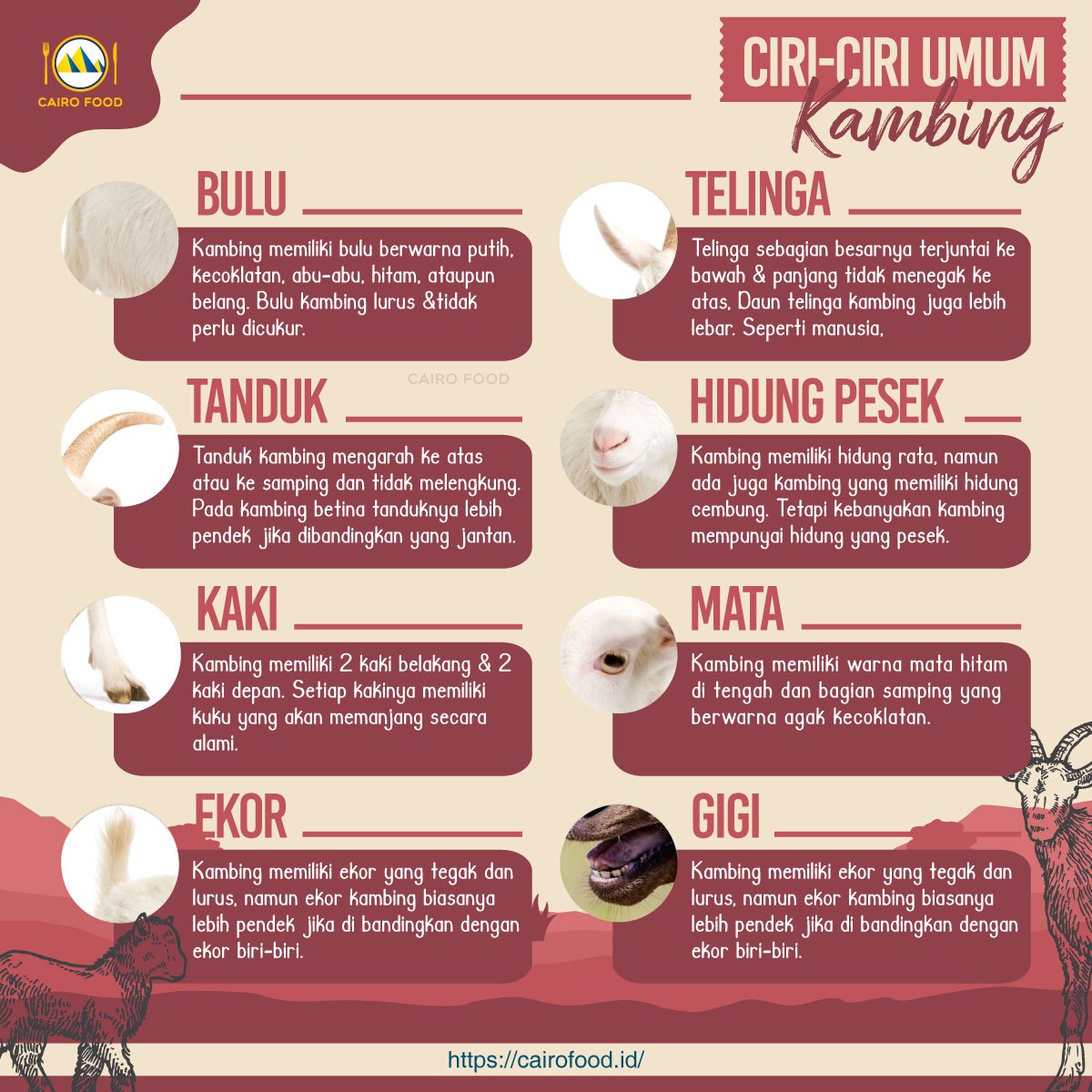 Mengenal Hewan Kambing: Karakteristik dan Peran dalam Kehidupan