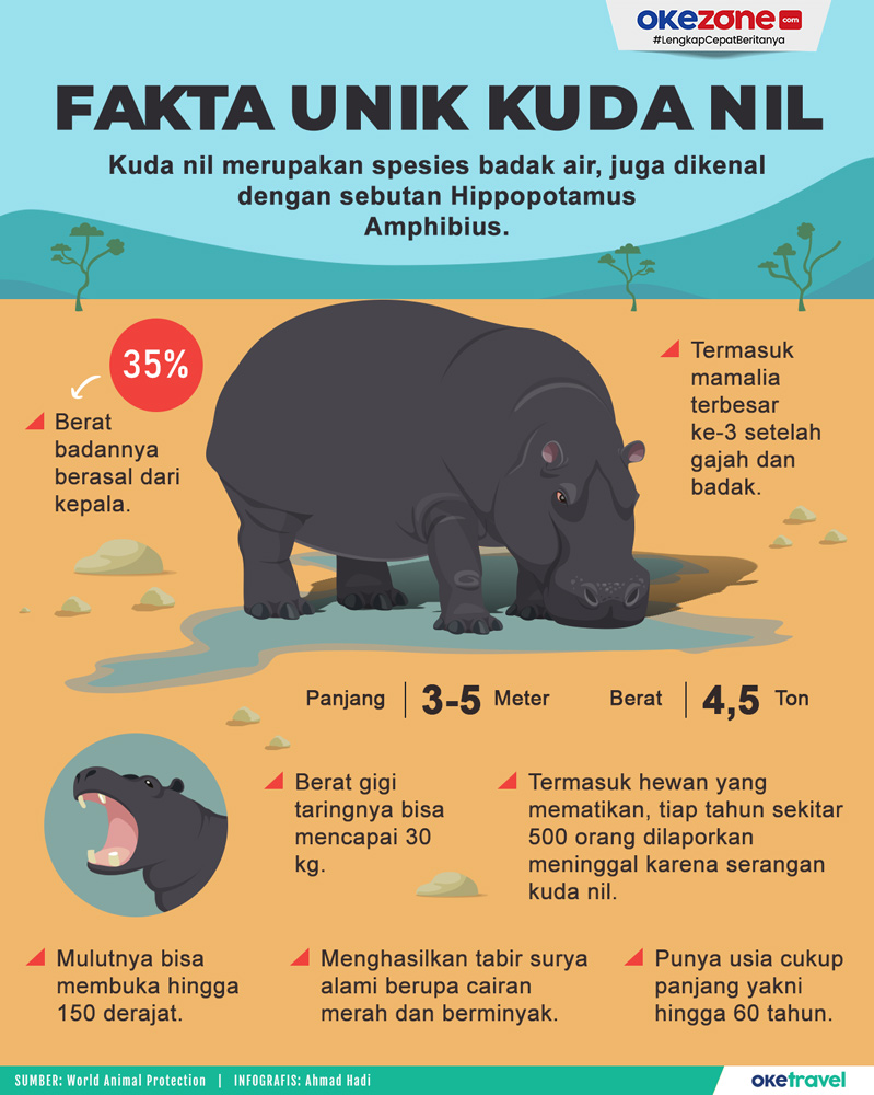 Mengenal Hewan Kuda Nil: Karakteristik dan Habitatnya