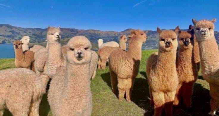 Hewan Alpaka: Karakteristik dan Keunikan Mamalia Puspa Andes