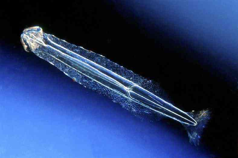 Hewan Cacing Panah: Karakteristik dan Peran dalam Ekosistem