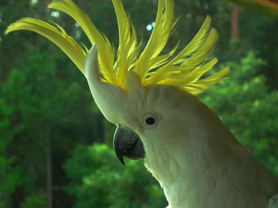 Hewan Kakatua: Burung Cerdas dan Menarik dari Dunia Flamboyan