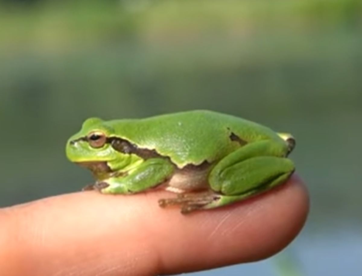 Hewan Katak: Karakteristik, Habitat, dan Peran Ekosistem