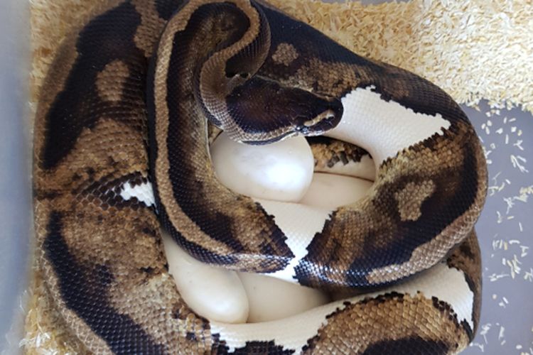 Hewan Ular: Jenis, Ciri, dan Peran dalam Ekosistem