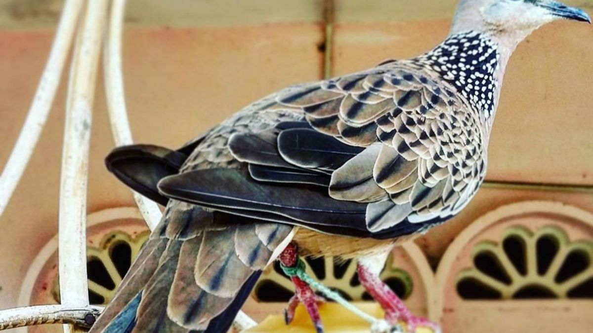 Keindahan dan Karakter Burung Tekukur dalam Dunia Burung