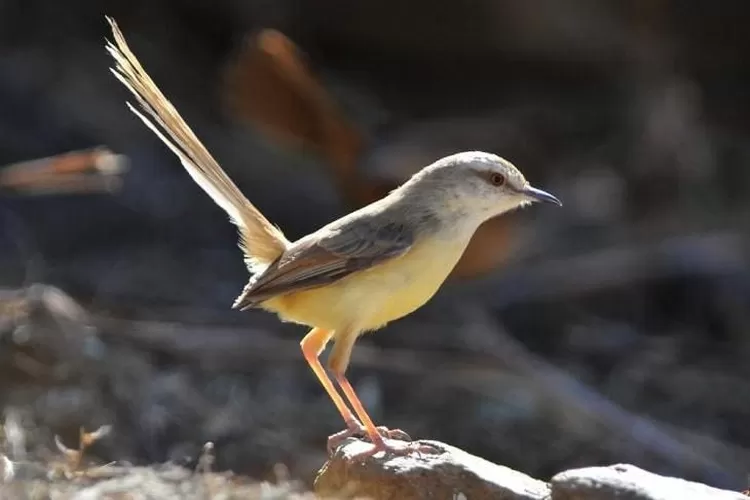 Mengenal Burung Ciblek: Karakteristik dan Keunikan Hewan Burung Ciblek