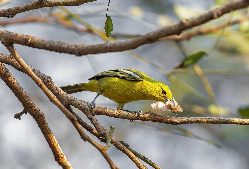 Mengenal Burung Cipoh: Spesies Burung yang Menarik dan Unik