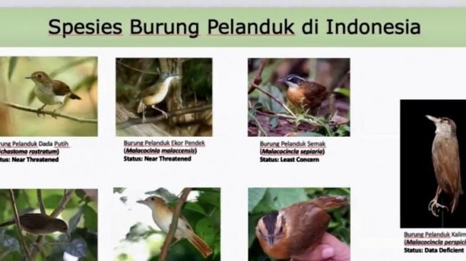Mengenal Burung Pelanduk: Habitat, Ciri, dan Keunikan Hewan