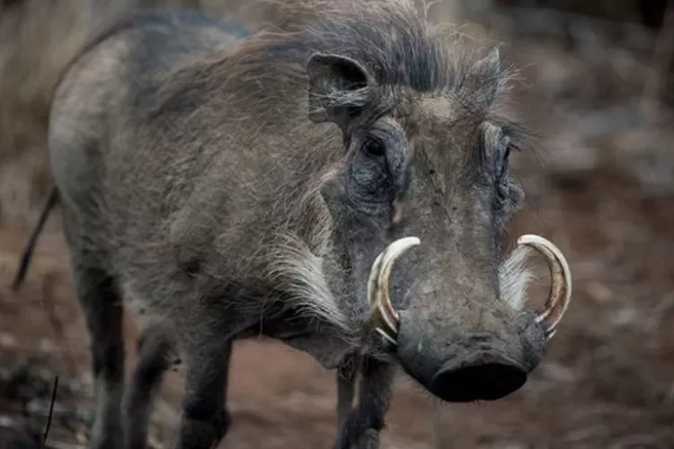 Mengenal Hewan Babi Hutan: Karakteristik dan Habitatnya